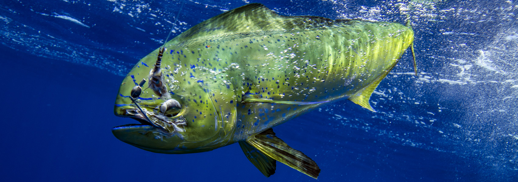 mahi