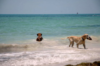 dog beach